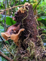 Guepinia helvelloides