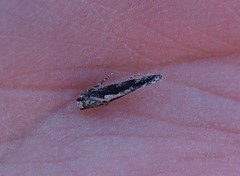 Agnippe prunifoliella