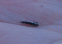Agnippe prunifoliella