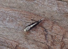 Agnippe prunifoliella