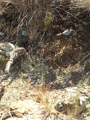 Streptanthus glandulosus niger