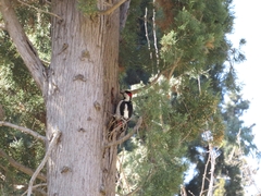 Dendrocopos syriacus