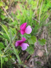 Lathyrus clymenum