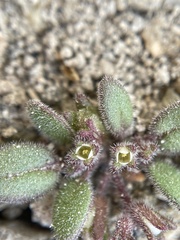 Phacelia tetramera