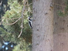 Dendrocopos syriacus