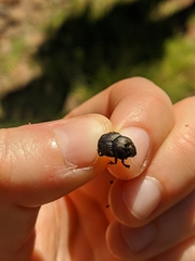 Onthophagus verticicornis
