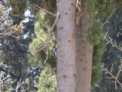 Dendrocopos syriacus