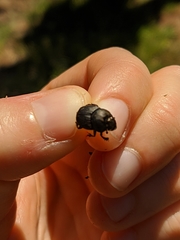 Onthophagus verticicornis