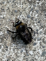 Xylocopa tabaniformis