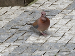 Streptopelia senegalensis