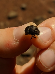 Onthophagus verticicornis