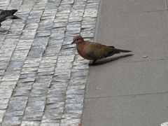Streptopelia senegalensis