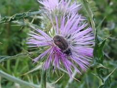 Tropinota squalida canariensis