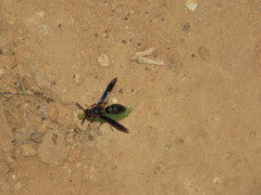 Montezumia nigriceps