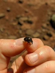 Onthophagus verticicornis