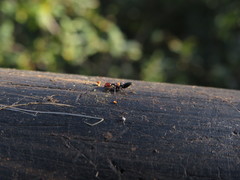 Crematogaster alluaudi