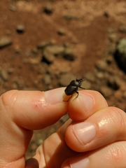 Onthophagus verticicornis