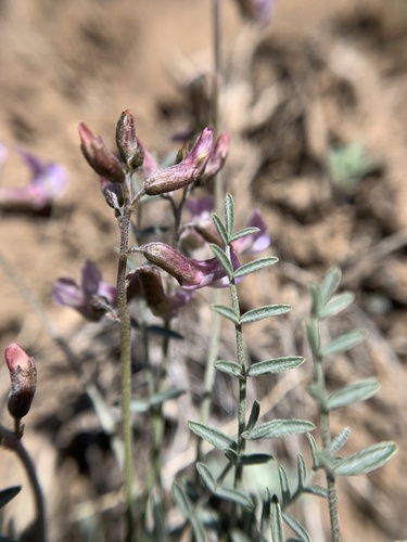 Astragalus atratus var. mensanus