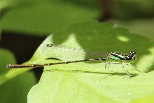 Ischnura posita image