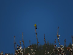 Serinus canaria canaria