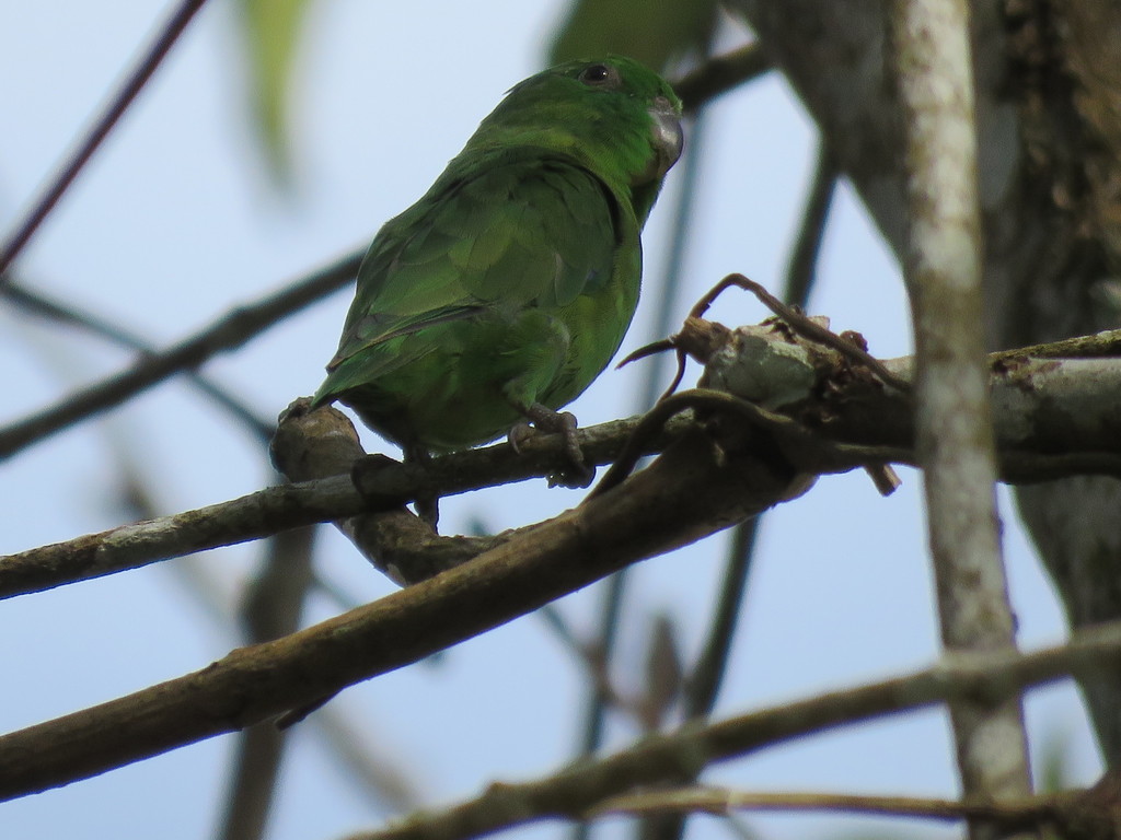 Dusky-billed Parrotlet