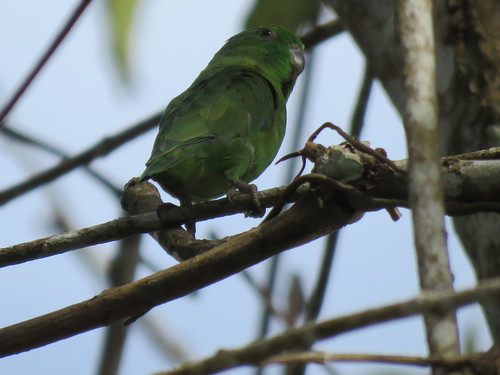 Dusky-billed Parrotlet