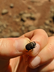 Onthophagus verticicornis