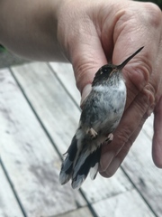 Phlogophilus hemileucurus