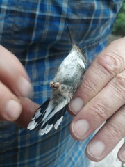 Phlogophilus hemileucurus