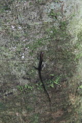 Varzea altamazonica