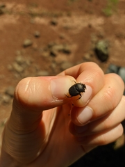 Onthophagus verticicornis