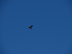 Buteo buteo insularum