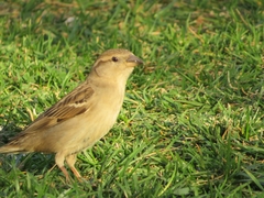 Passer domesticus