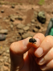 Onthophagus verticicornis