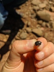 Onthophagus verticicornis