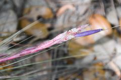 Tillandsia bartramii