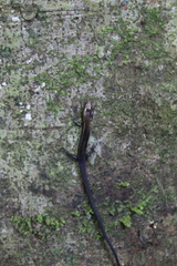 Varzea altamazonica