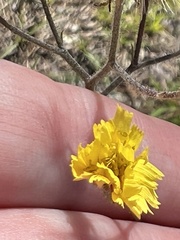 Hieracium megacephalon