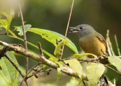 Mionectes rufiventris