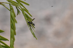 Dolichodynerus vandykei