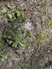 Hieracium megacephalon