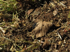 Melecta curvispina