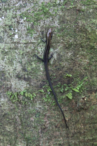Gymnophthalmidae