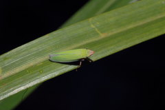 Draeculacephala soluta