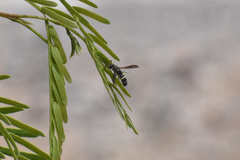 Dolichodynerus vandykei