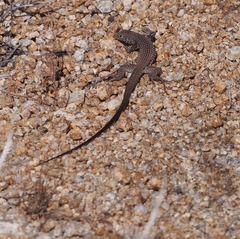 Aspidoscelis tigris tigris