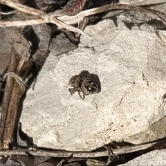 Attulus penicillatus