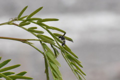 Dolichodynerus vandykei