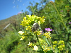 Tropinota squalida canariensis