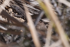 Aspidoscelis tigris tigris